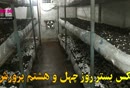 صفر تا صد پرورش قارچ دکمه ای در ۶۰ روز با کمترین امکانات (بصورت عملی)