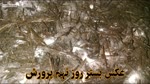 صفر تا صد پرورش قارچ دکمه ای در ۶۰ روز با کمترین امکانات (بصورت عملی)