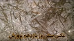 صفر تا صد پرورش قارچ دکمه ای در ۶۰ روز با کمترین امکانات (بصورت عملی)