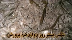 صفر تا صد پرورش قارچ دکمه ای در ۶۰ روز با کمترین امکانات (بصورت عملی)