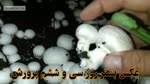 صفر تا صد پرورش قارچ دکمه ای در ۶۰ روز با کمترین امکانات (بصورت عملی)