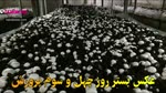 صفر تا صد پرورش قارچ دکمه ای در ۶۰ روز با کمترین امکانات (بصورت عملی)